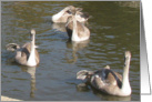 Swans in a village pond card