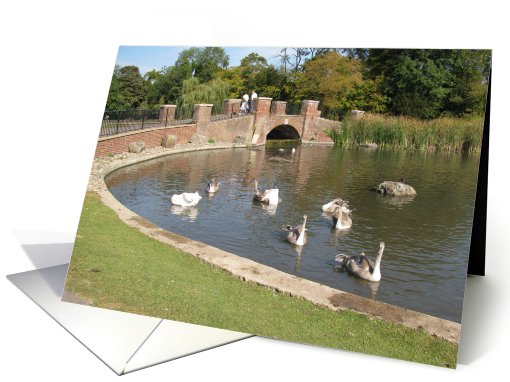 Swans in a village pond card (616699)
