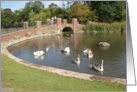 Swans in a village pond card