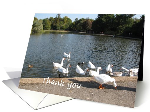 Thank you. Geese and ducks in a village pond card (616718)
