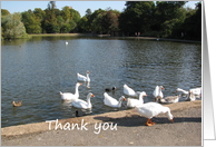 Thank you. Geese and ducks in a village pond card
