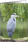 Thank you card with Heron by a lake. card
