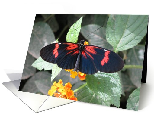 Small Postman Butterfly card (691044)