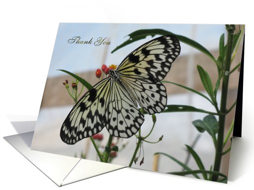 Tree Nymph Butterfly  Thank You card (691058)
