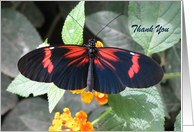 Small Postman Butterfly Thank You card