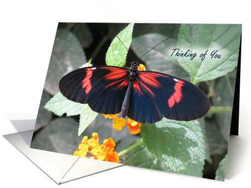 Small Postman Butterfly Thinkihg of You card (691086)