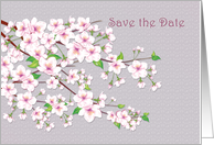 Save the date, Wedding Anniversary - Cherry blossom Sakura card