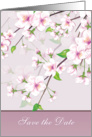 Wedding Anniversary, Save the Date - Cherry Blossom (Sakura) card