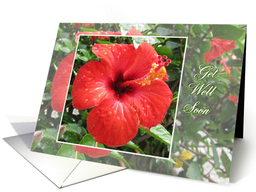 Get well soon card - red Hibiscus card (858846)