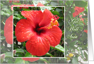 Get well soon card - red Hibiscus card