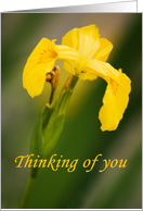 Thinking of you card