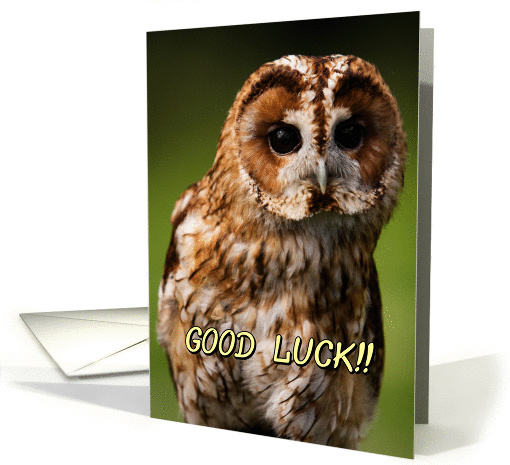Tawny Owl card (358317)