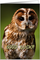 Tawny Owl card