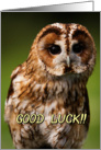 Tawny Owl card