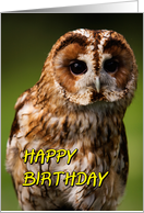 Tawny Owl card