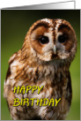 Tawny Owl card