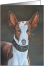 Ibizan Hound Birthday Card