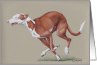 Ibizan Hound Birthday Card