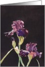 Purple Iris Birthday Card