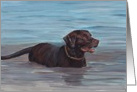 Chocolate Labrador Retriever Birthday Card