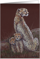 Cheetah Family...