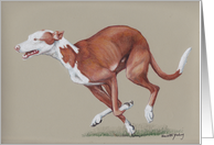 Ibizan Hound Birthday Card