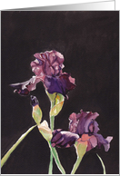 Purple Iris Birthday Card