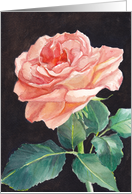 Peach Rose Birthday Card