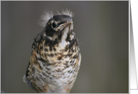 Baby Robin card