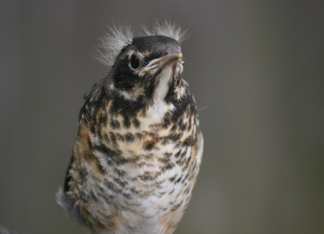 Baby Robin