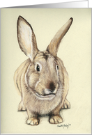 Bunny card