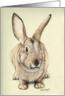 Bunny card