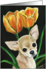 Chihuahua & tulips card