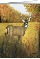 Whitetail Deer card