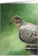 Happy Birthday Mourning Dove card
