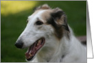 Happy Birthday Day Borzoi card