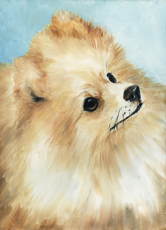 Pomeranian Birthday