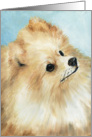 Pomeranian Birthday card