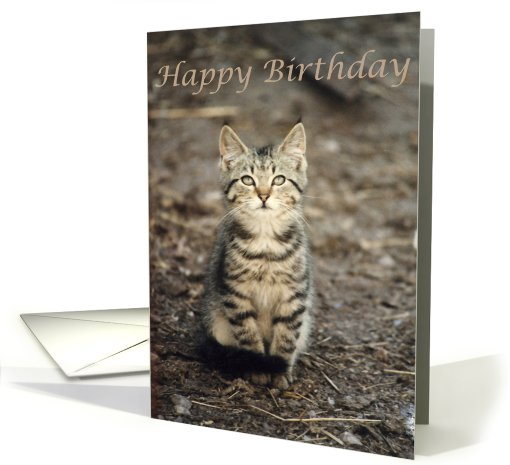 Kitten Birthday card (470747)