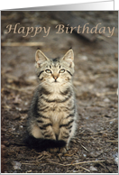 Kitten Birthday card