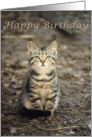 Kitten Birthday card