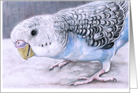 Birthday Budgie card