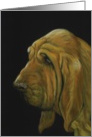 Birthday Bloodhound card