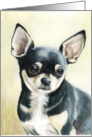 Birthday Chihuahua card