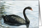 Birthday Black Swan card