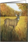 Charlotte Thanksgiving Deer Buck card