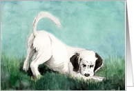 Charlotte announcement English Setter Pup card