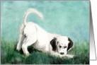 Charlotte announcement English Setter Pup card