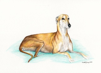 Adoption Greyhound