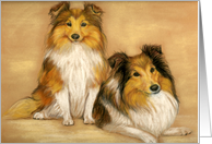 Birthday Shelties card